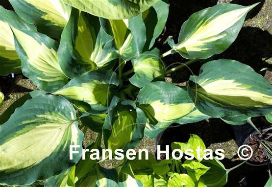 Hosta Cherokee