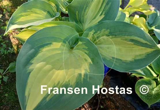 Hosta Cherokee