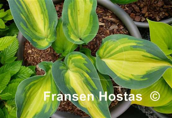 Hosta Cherokee