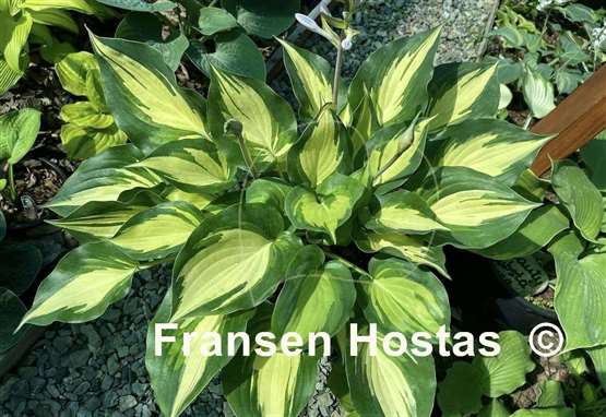 Hosta Cherokee