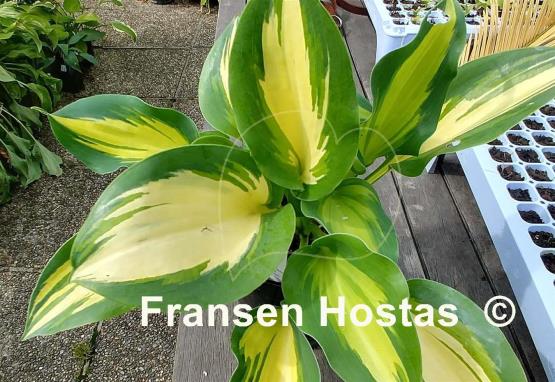 Hosta Cherokee