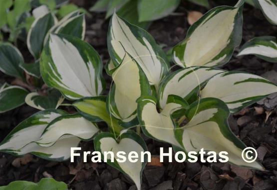 Hosta Cherokee