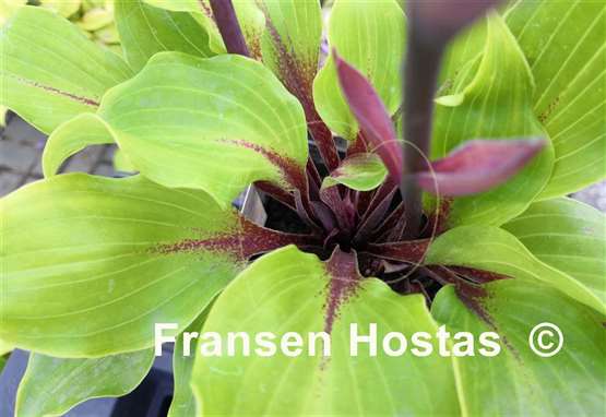 Hosta Cherry Red