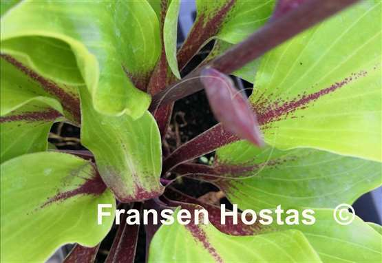 Hosta Cherry Red
