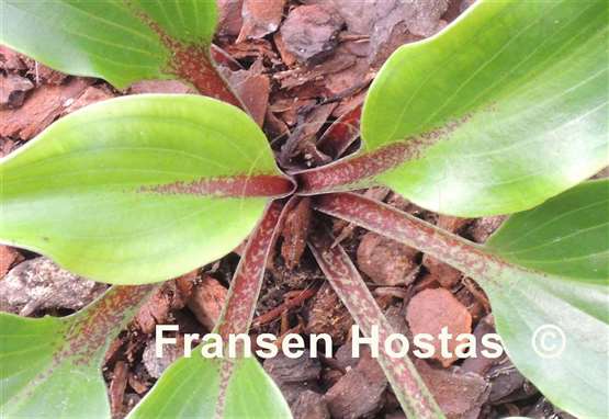 Hosta Cherry Red