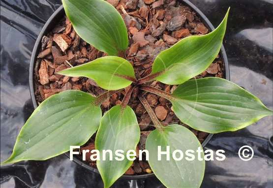 Hosta Cherry Red
