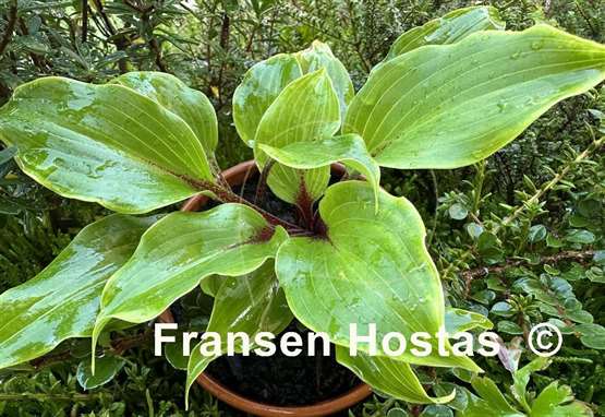 Hosta Cherry Red
