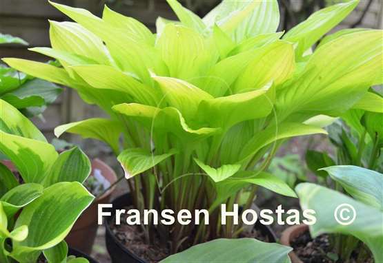 Hosta Cherry Tart