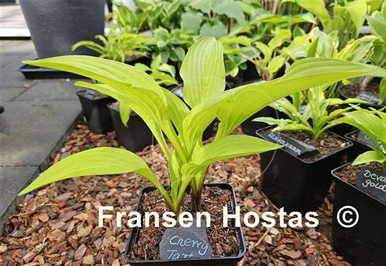 Hosta Cherry Tart