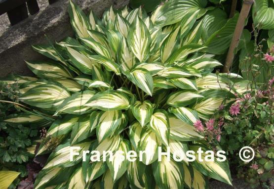 Hosta Cherry Berry