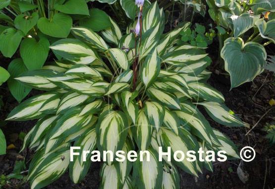 Hosta Cherry Berry
