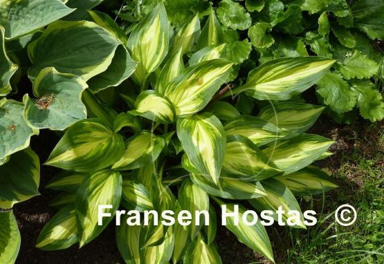 Hosta Cherry Berry