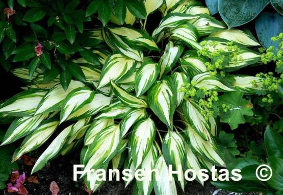 Hosta Cherry Berry