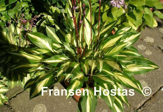 Hosta Cherry Berry