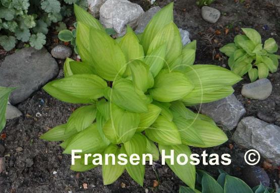 Hosta Cherry Tart