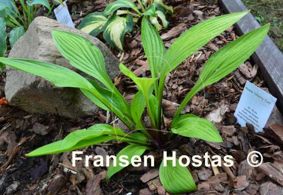 Hosta Cherry Tart