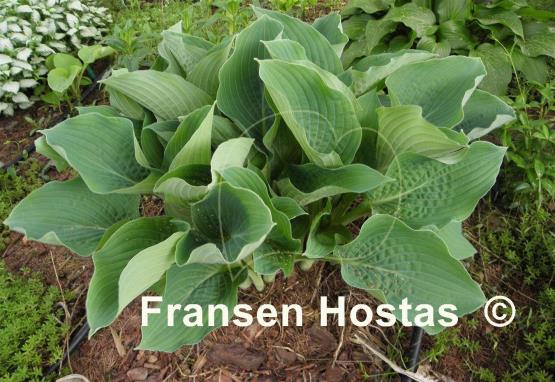 Hosta Chesapeake Bay