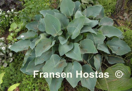 Hosta Chesapeake Bay