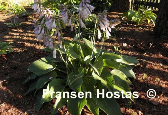 Hosta Chesapeake Bay