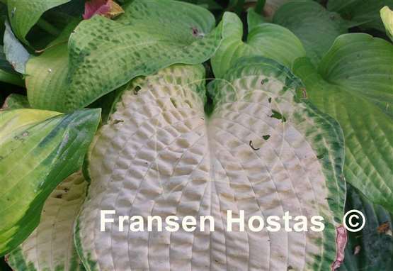 Hosta Chesterland Gold