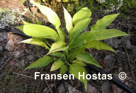 Hosta Chesterland Gold