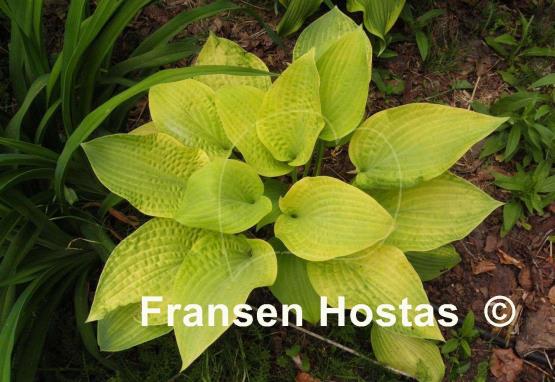 Hosta Chesterland Gold