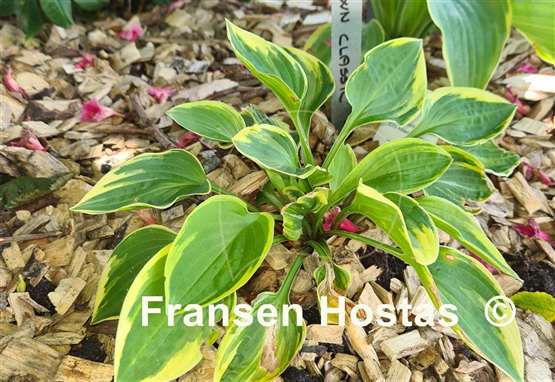 Hosta Chi-Town Classic