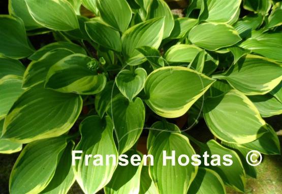 Hosta Chi-Town Classic