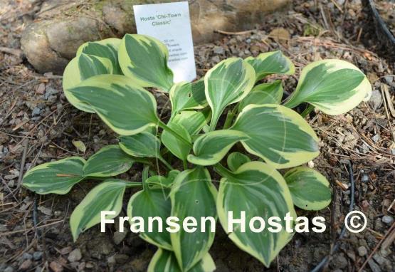 Hosta Chi-Town Classic