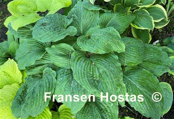 Hosta Chief Sitting Bull