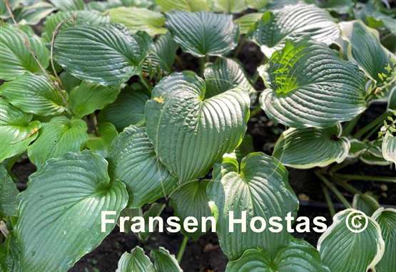 Hosta Chief Sitting Bull