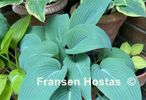 Hosta Chiemsee Blaue Taube