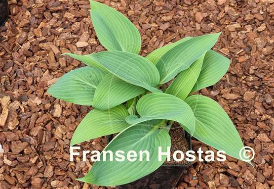 Hosta Chiemsee Blaue Taube