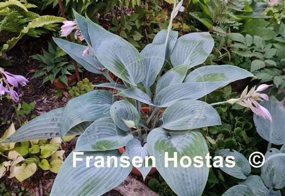 Hosta Chiemsee Blaue Taube