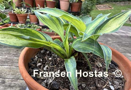 Hosta Chiemsee Class