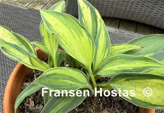Hosta Chiemsee Class