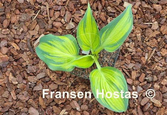 Hosta Chiemsee Class