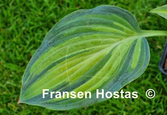 Hosta Chiemsee Class