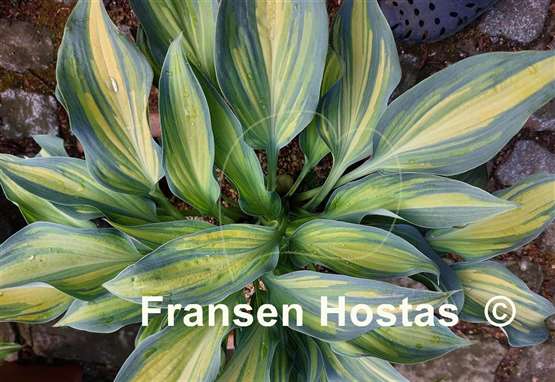 Hosta Chiemsee Class 
