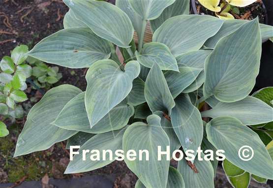 Hosta Chiemsee Eisvogel