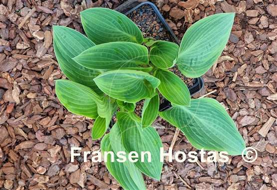 Hosta Chiemsee Eisvogel