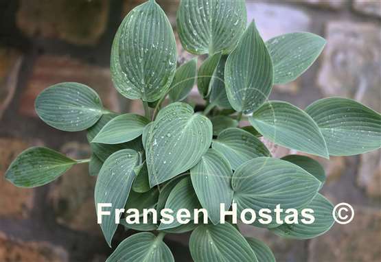 Hosta Chiemsee Eisvogel