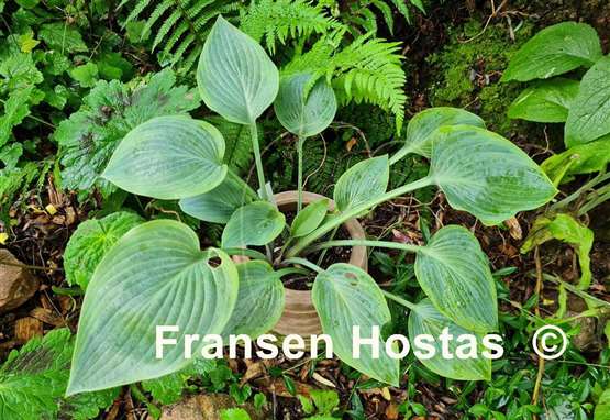 Hosta Chiemsee Eisvogel
