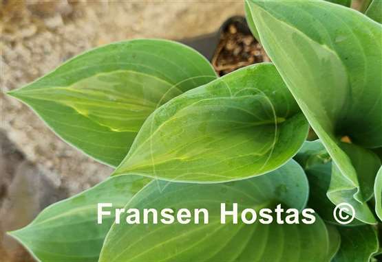 Hosta Chiemsee Tricky Twiggie