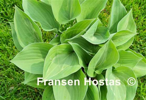Hosta Chiemsee Tricky Twiggie