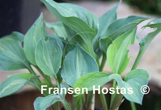 Hosta Chiemsee Tricky Twiggie