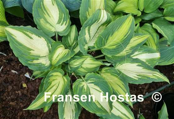 Hosta Child of the Queen