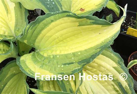Hosta Child of the Queen
