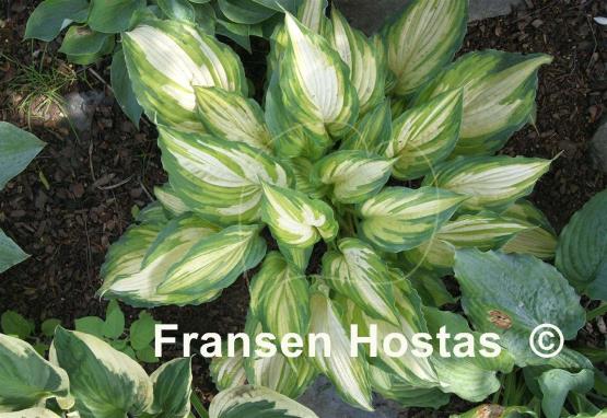 Hosta Child of the Queen