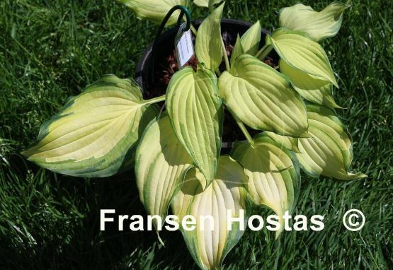 Hosta Child of the Queen